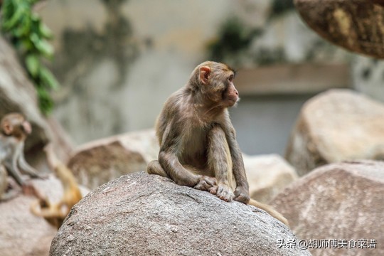 除了蝙蝠外的十二种野生动物,除了蝙蝠还有哪些野生动物不能吃
