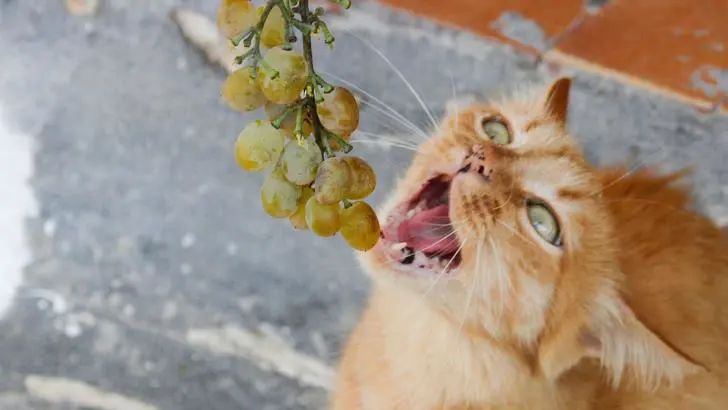 养猫人越早知道这些对猫咪越好,养猫技巧猫咪生活小常识猫咪饮食