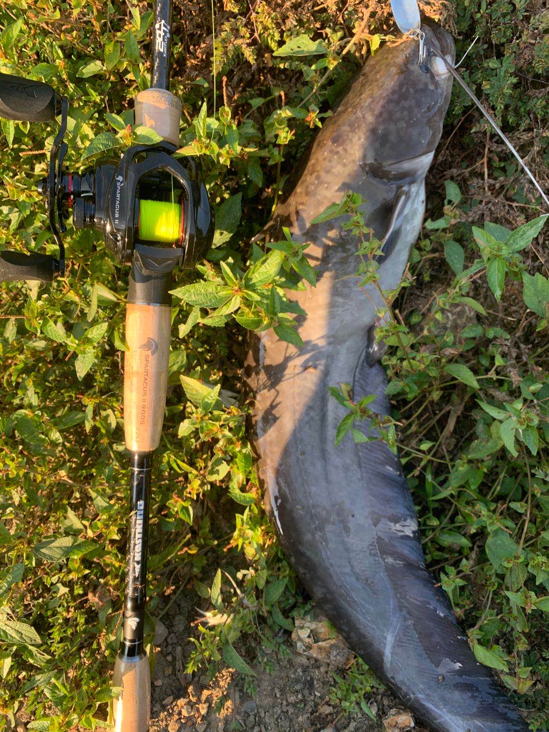 鲶鱼钓法什么时候钓鲶鱼最佳,夏日野钓鲶鱼怎么样好钓