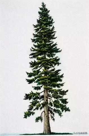 普通雪茄和高级雪茄,普通杉木和香杉木的区别