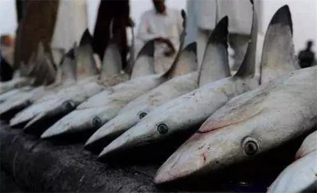 迪拜跟沙特谁有钱,迪拜到底有多有钱