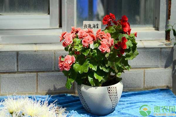 玫瑰花一般怎么种,如何用玫瑰花的枝条繁殖玫瑰花