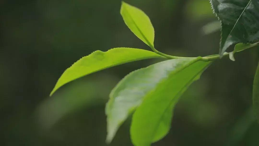 大厂出品普洱茶,国营大厂老牌茶