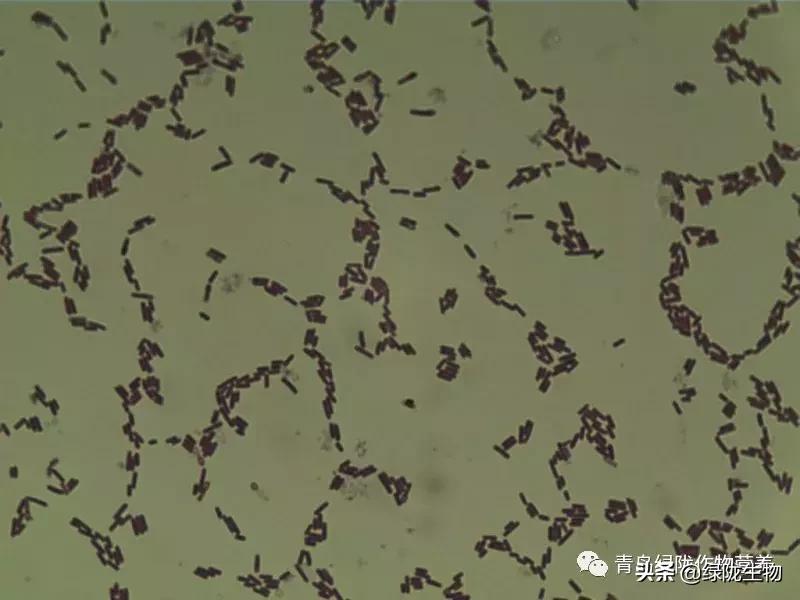 水产枯草芽孢杆菌正确使用方法,农用枯草芽孢杆菌使用方法及用量