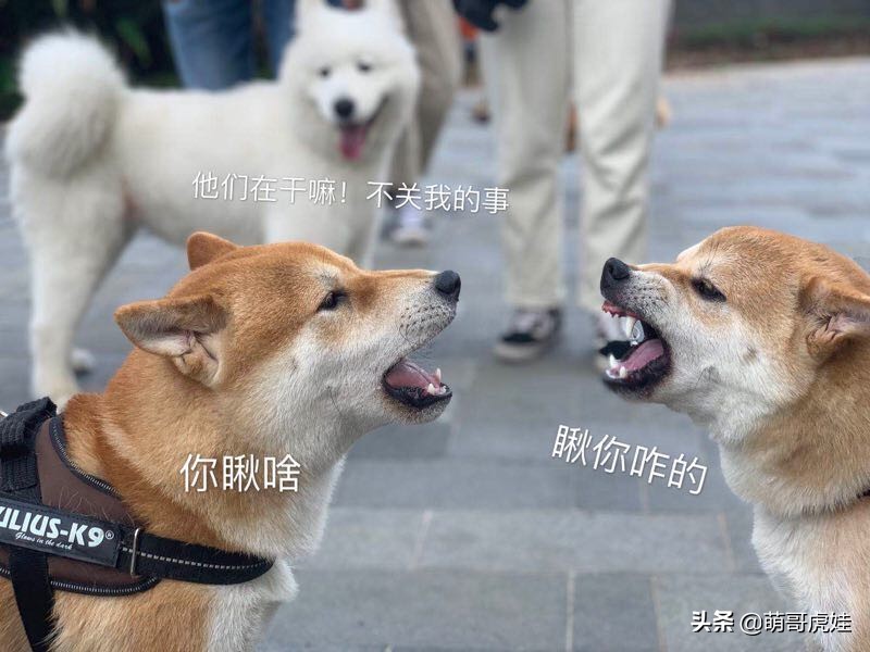 全城寻找巨型贵宾犬,刚抱回家的巨型贵宾犬