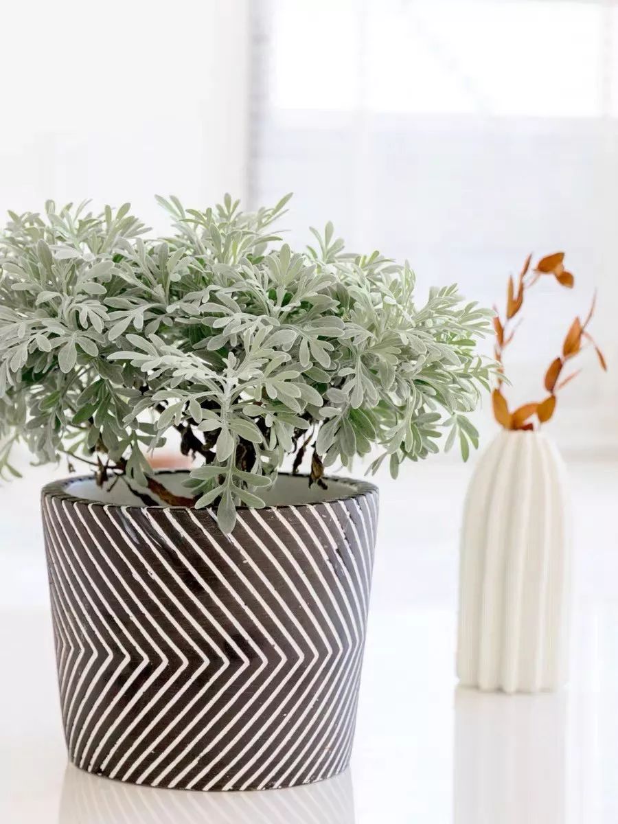 94种常见唯美观叶植物,会开花的绿色硬叶植物