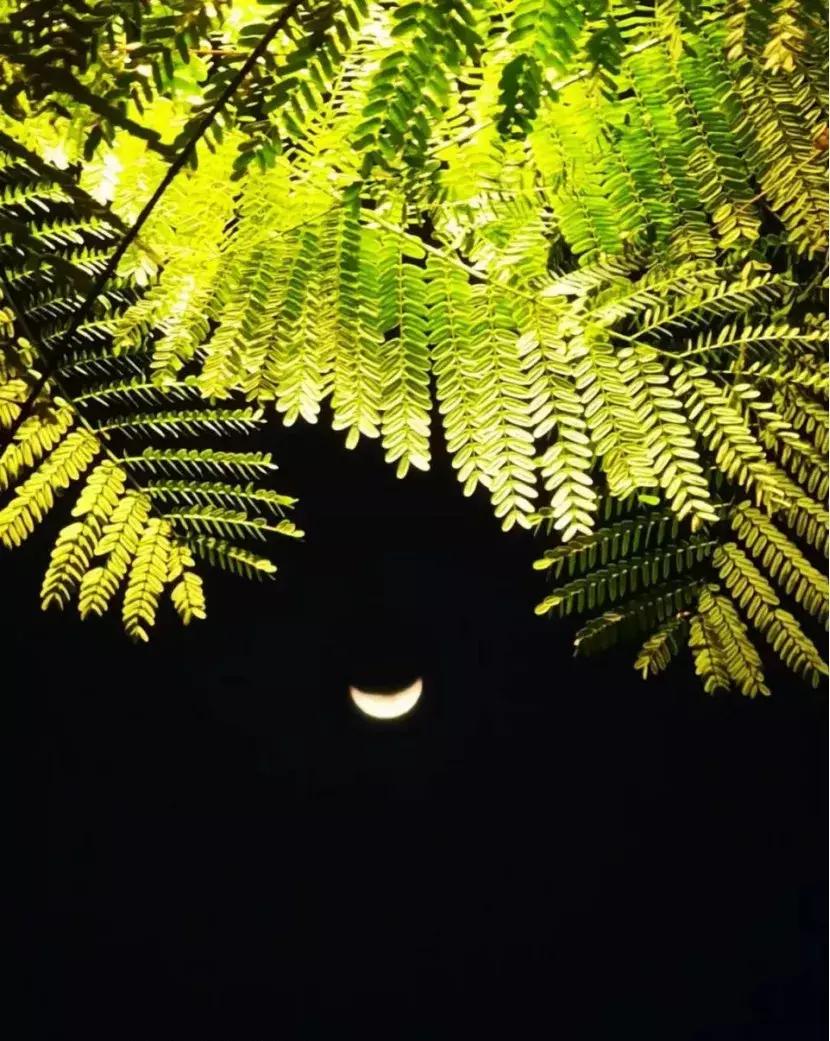 致敬华为感谢祖国,华为是祖国的骄傲视频