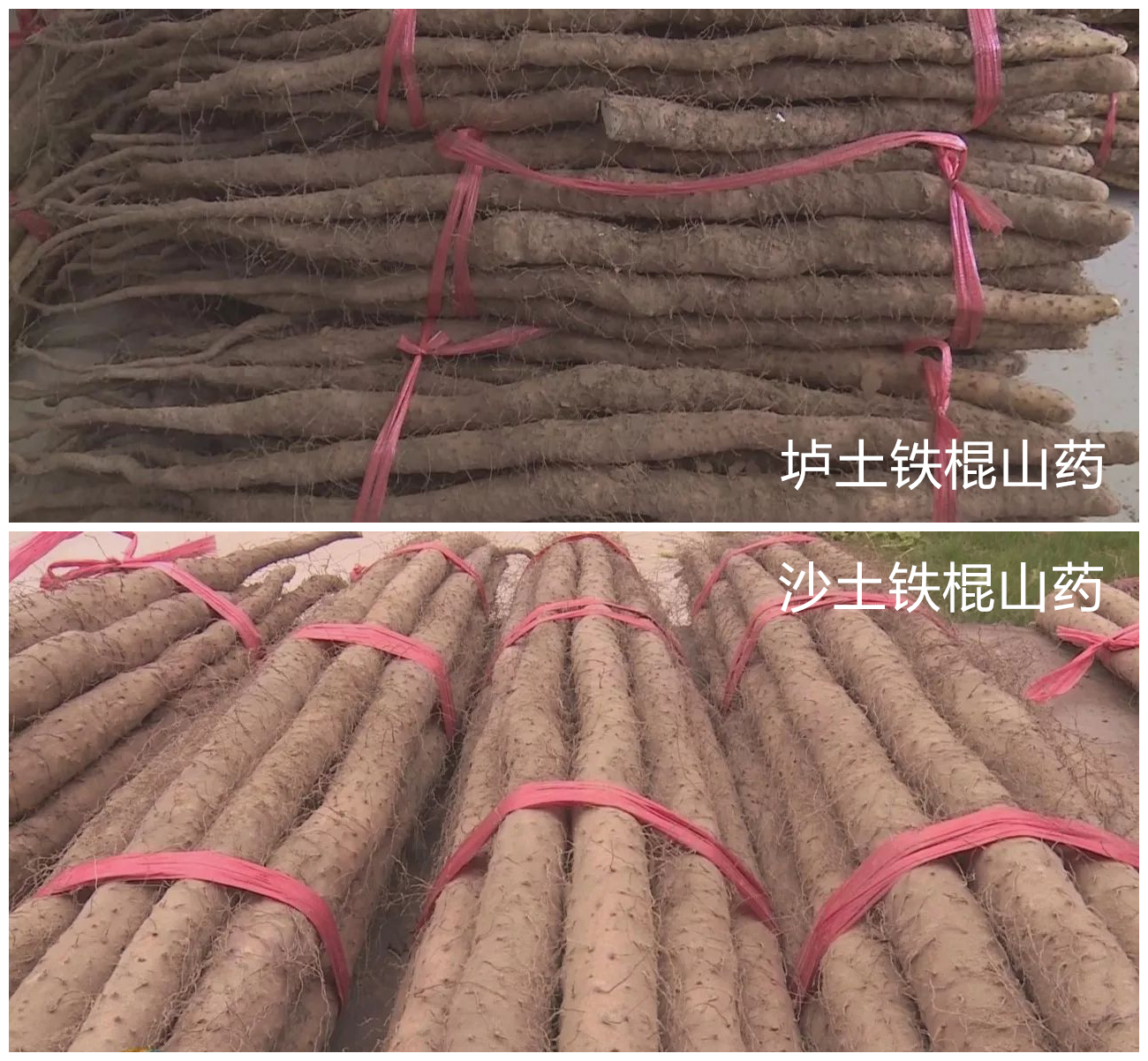 别迷恋铁棍山药了，你根本辨别不了，真懂这食材的人很少