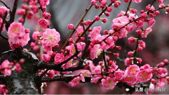 半山悦景再现百年山居精神,半山悦景的梅花坞