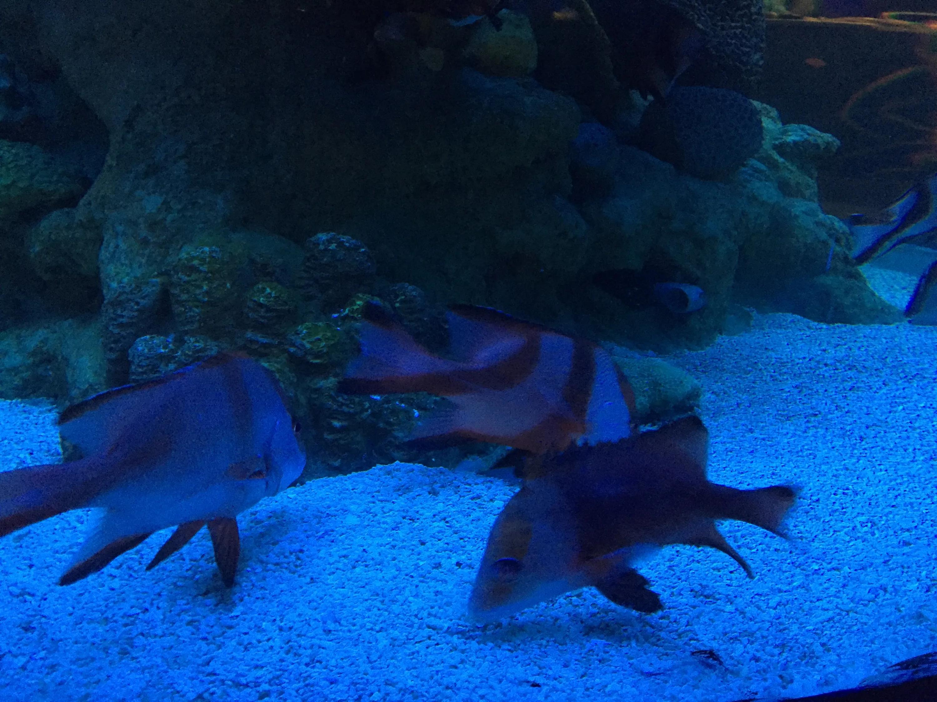 富国海底世界京津冀,富国海底世界门票京津冀卡优惠