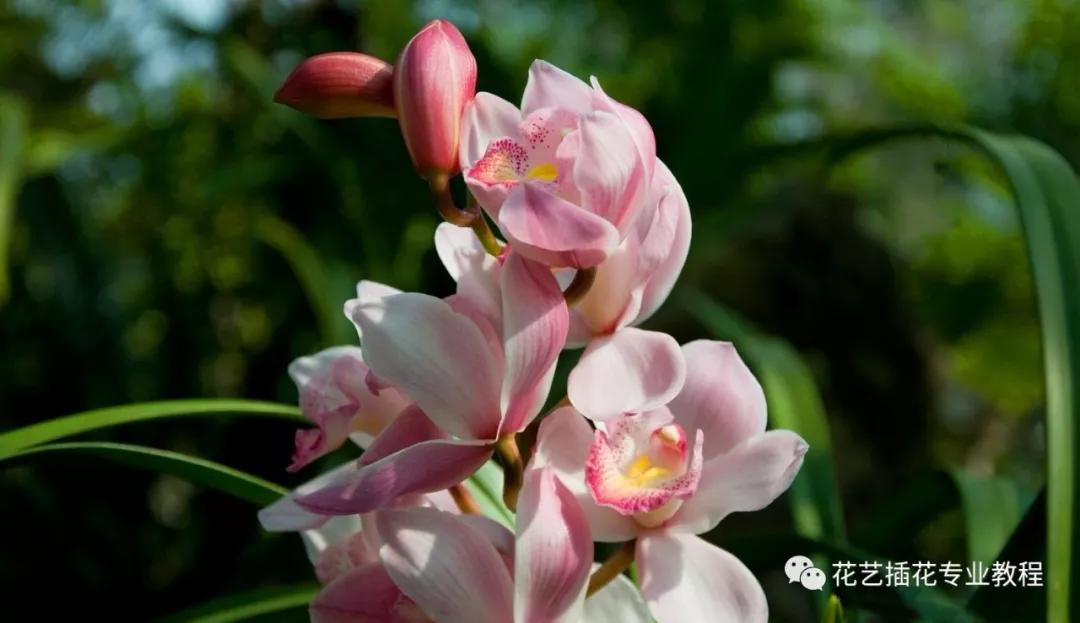 学花艺必备的花语,花艺师要知道的花与花语