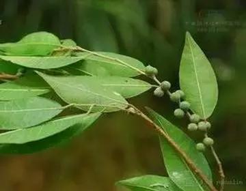 整合——28种青草药，赶快收藏备用！