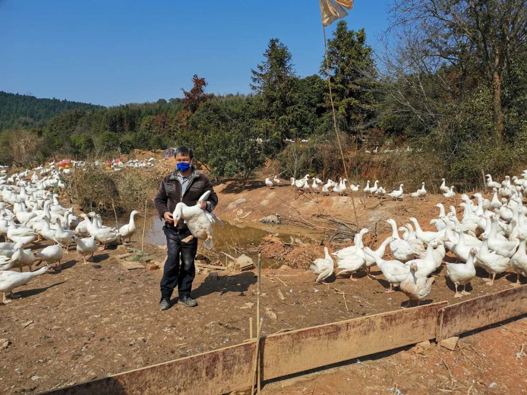 神政桥贫困户,神政桥卖鸡鸭