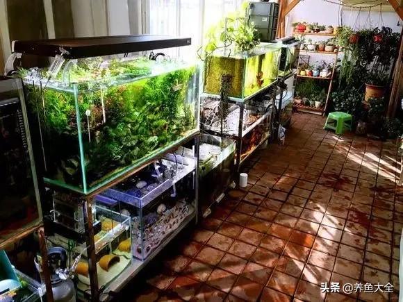 养鱼大神都养什么鱼,鱼缸养鱼都有哪些鱼