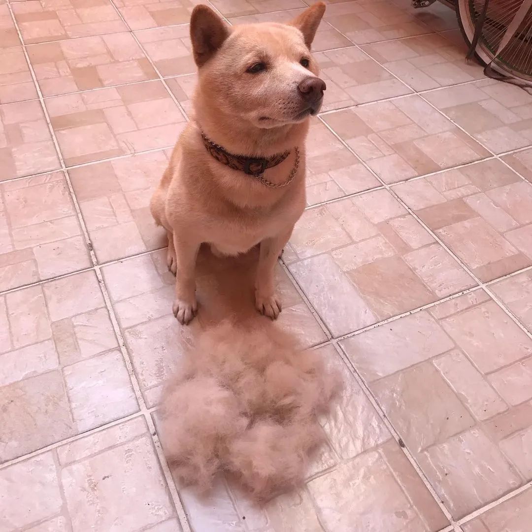 这5种狗你都敢养,建议新手便宜养的10种狗