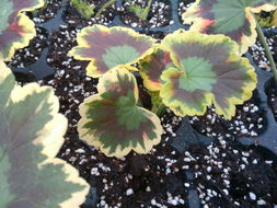 光合作用的原理和应用讲课视频,3d动画演示植物进行光合作用原理