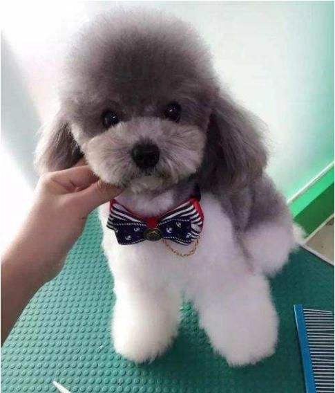 泰迪犬什么颜色最便宜,泰迪犬什么颜色最贵
