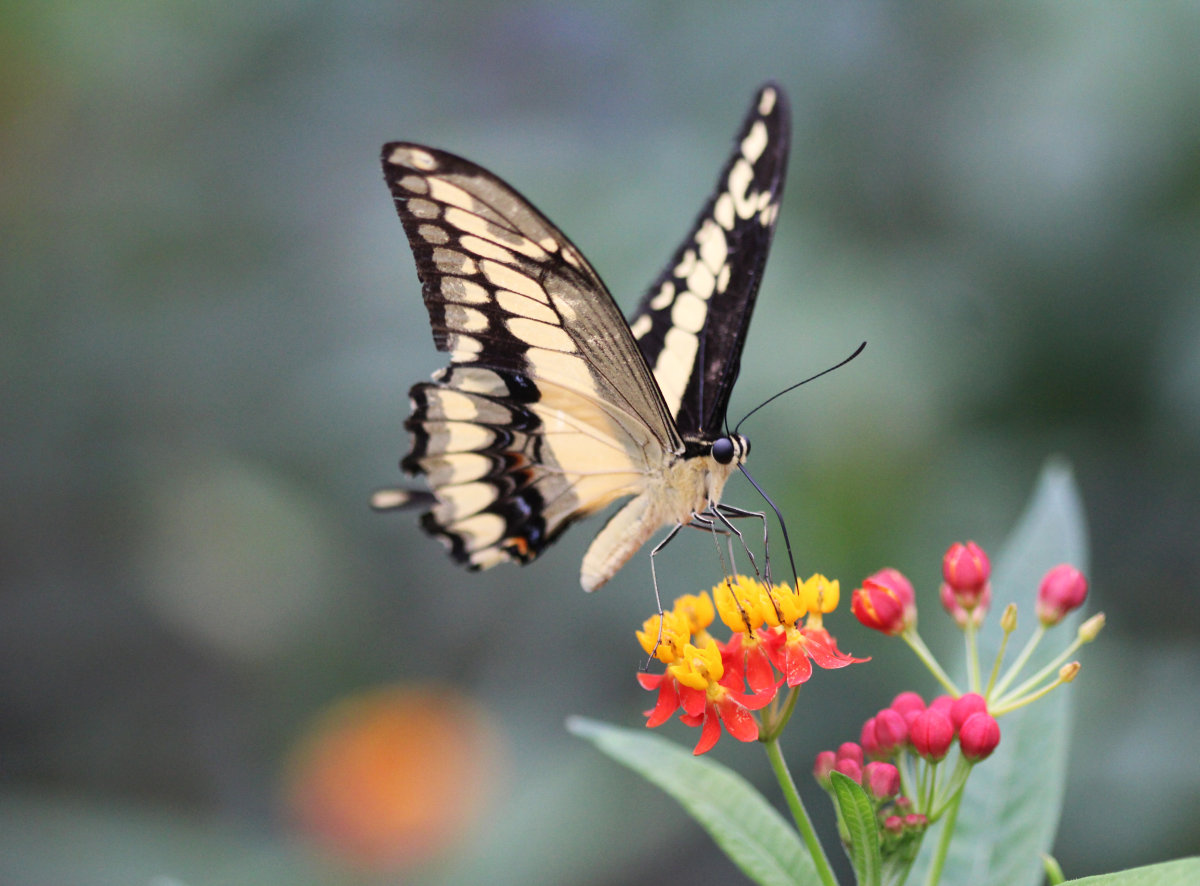 纹身蝴蝶的寓意,纹身蝴蝶寓意