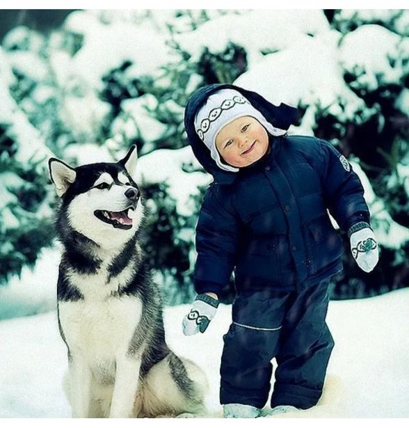 西伯利亚的雪橇犬哈士奇,西伯利亚哈士奇雪橇犬