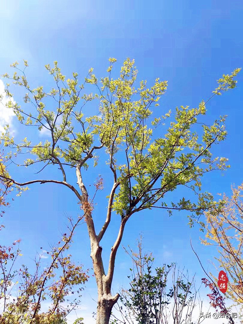 合肥秋季旅游攻略,国庆节合肥市内游玩景点推荐