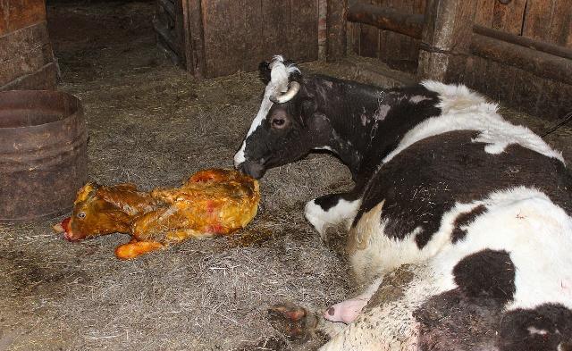 母牛发情的鉴定方法,二