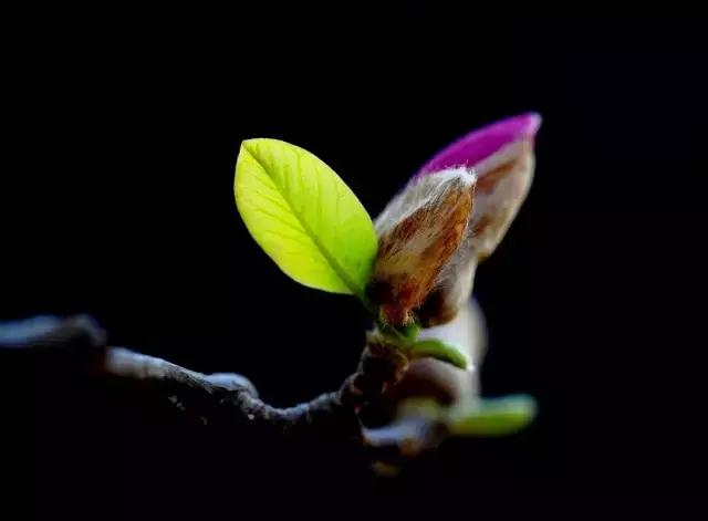 造型极美的盆景一起来欣赏,一组风吹出来的盆景欣赏动感十足