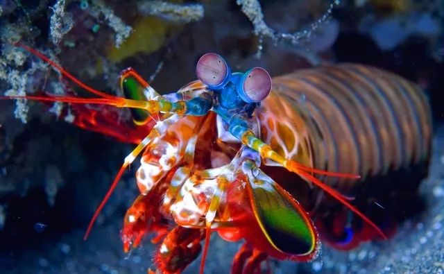 不忍直视世界罕见的十大变异动物,不忍直视世界罕见的十大动物