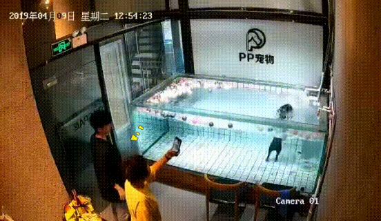 法斗潜水淹死了,法斗在宠物医院洗澡意外死亡后续