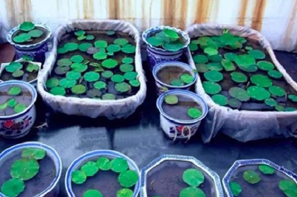 盆栽睡莲的养殖方法和注意事项,睡莲犹如亭亭玉立的少女