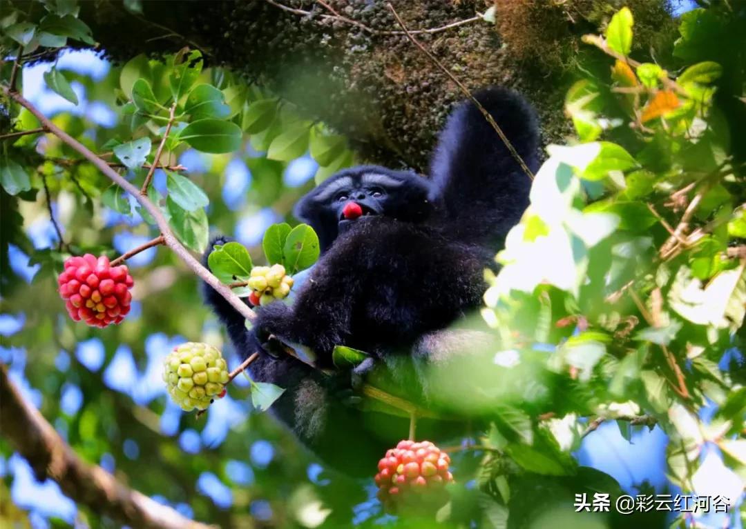 中国云南哪里好看,云南的云彩为什么好看