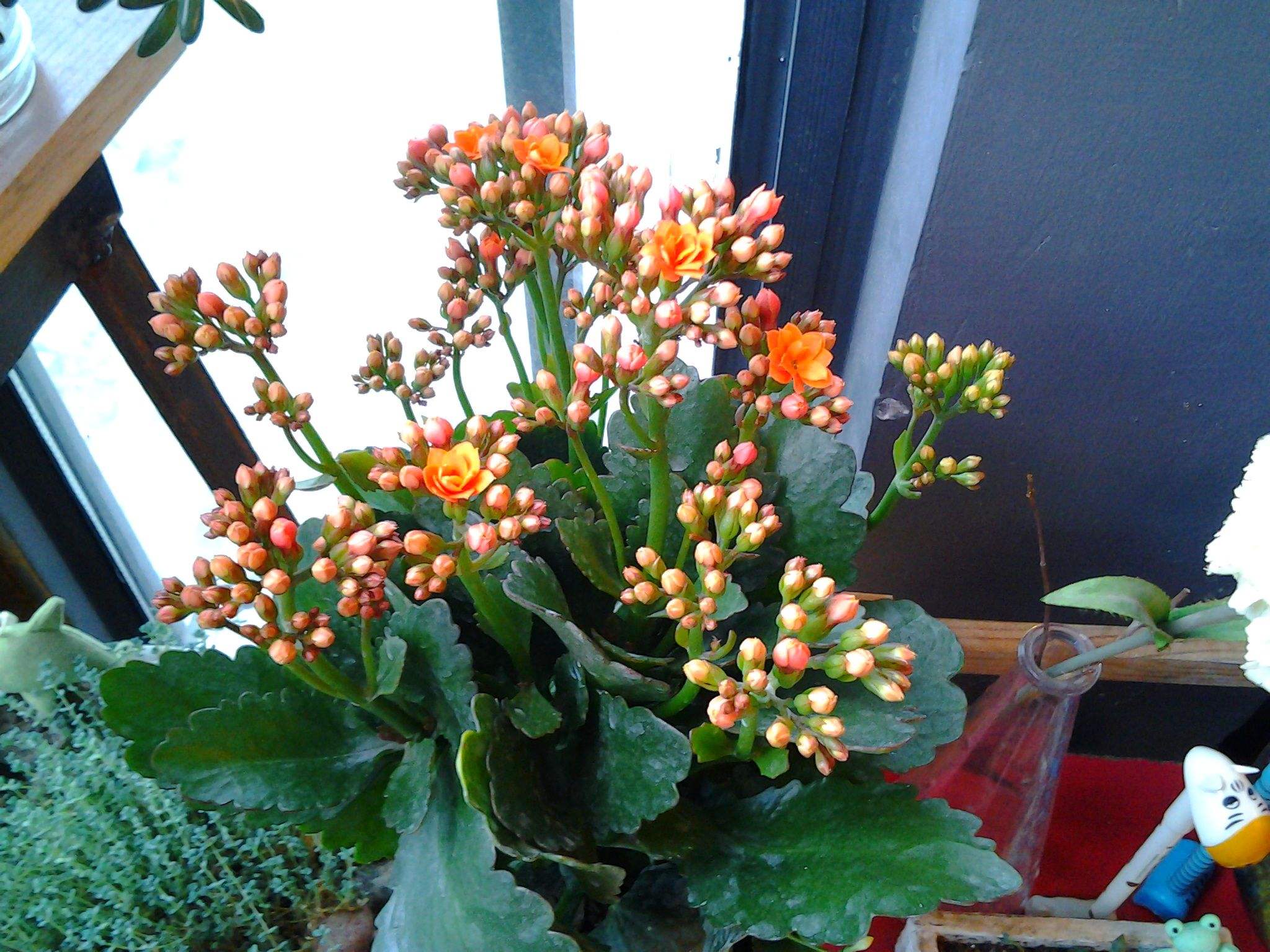 养花用阿司匹林浇花方法,啤酒加阿司匹林正确浇花使用方法