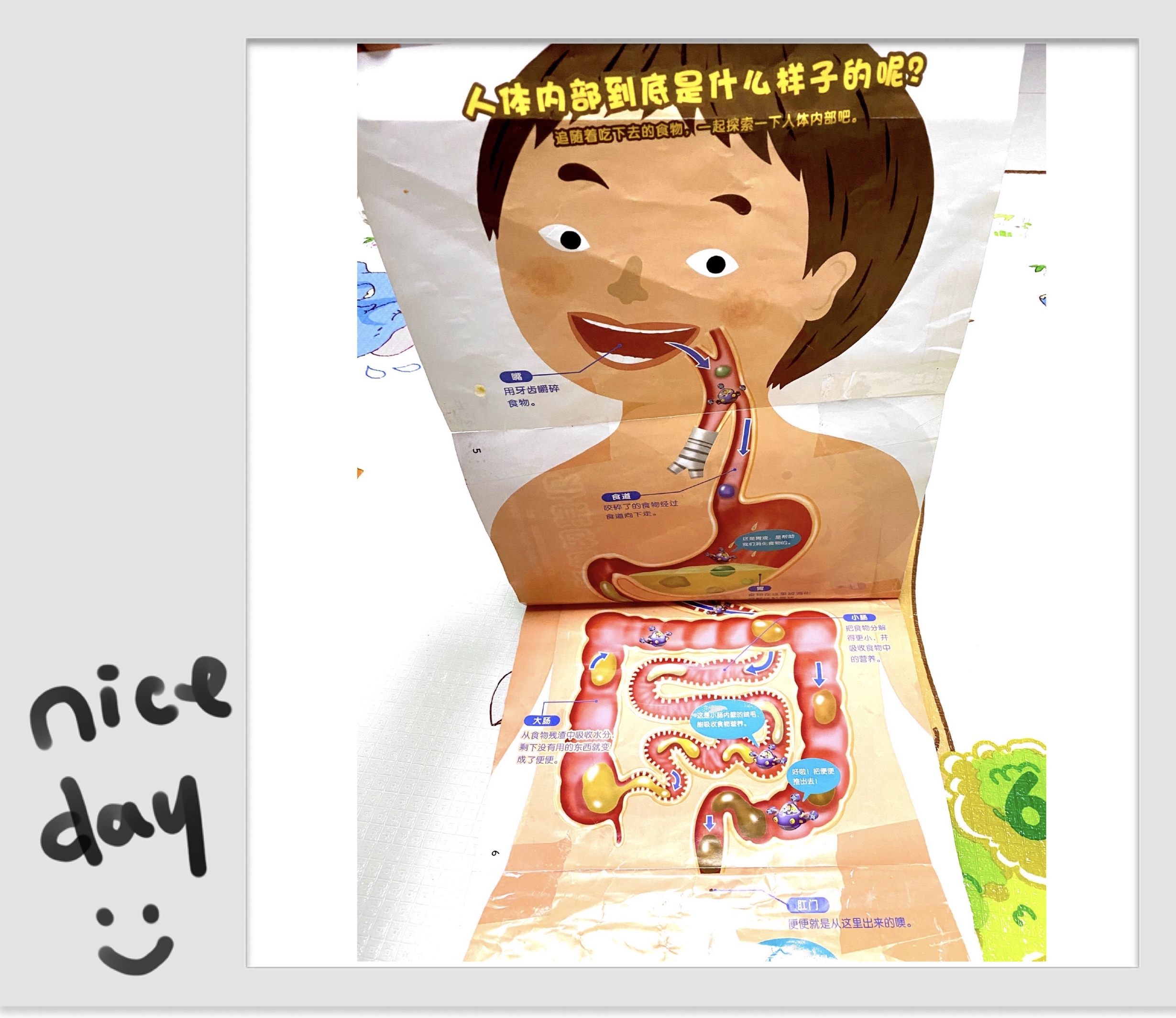 两岁半宝宝肛欲期怎么样引导排便,宝宝肛欲期不排便怎么办