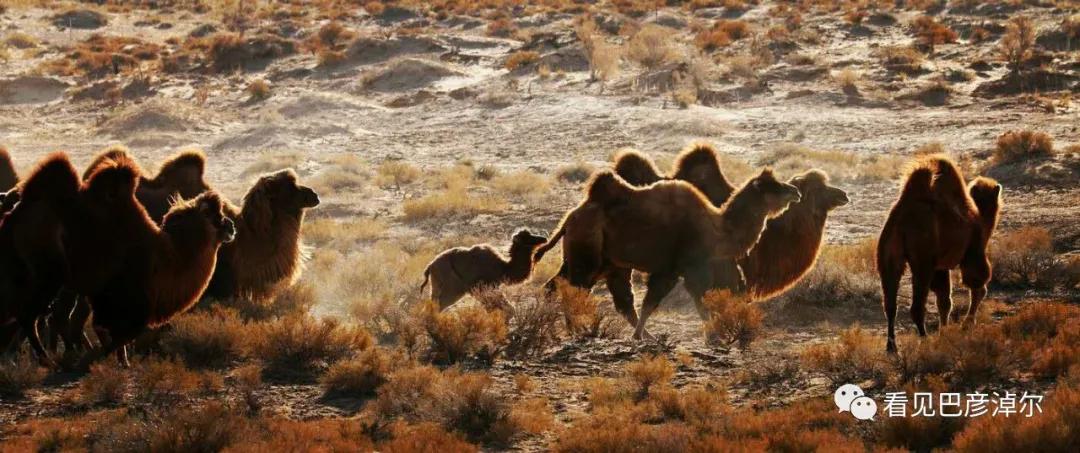 戈壁红驼，乌拉特草原上的珍珠