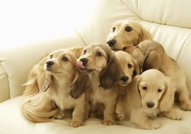 狗狗怀孕的特征和注意事项，你知道吗？