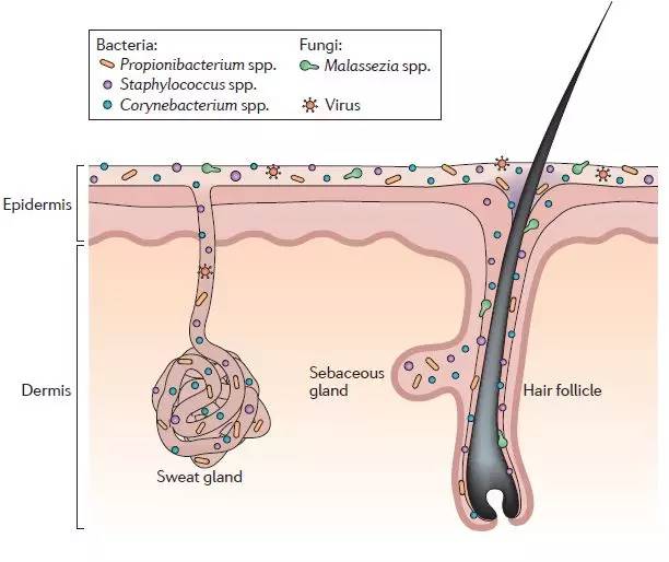 青春期长痘有必要涂药膏吗,青春期长痘可以涂药膏吗