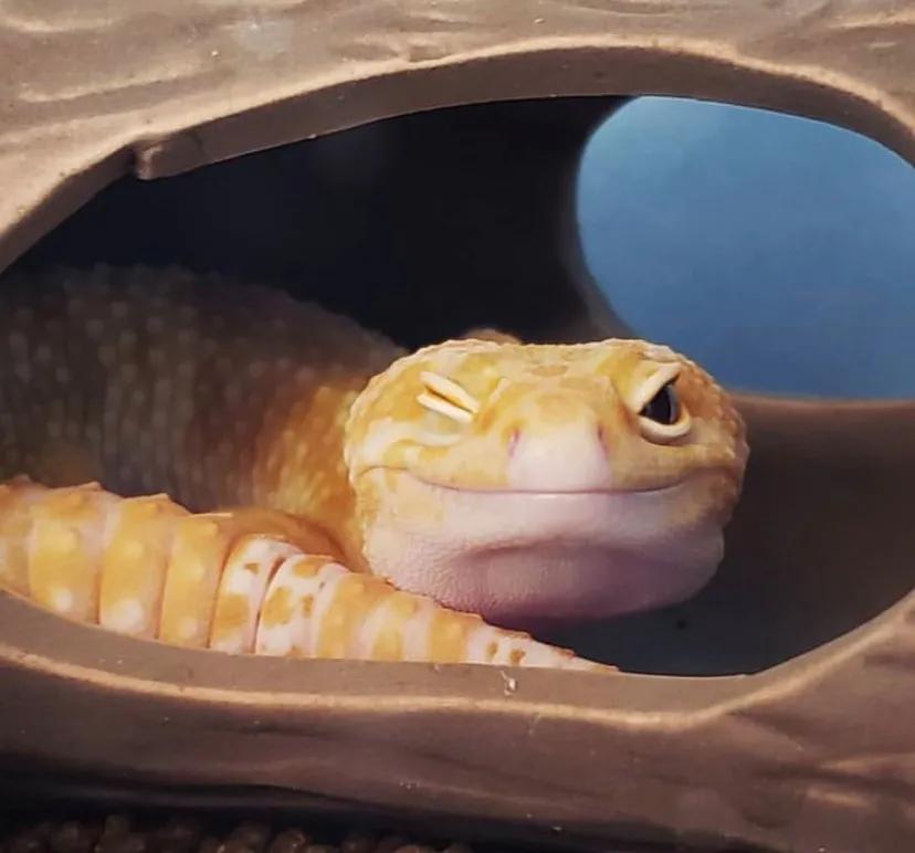 豹纹守宫繁育选什么基因,豹纹守宫怎么饲养可以更加听话