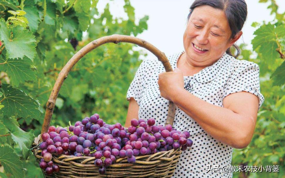 农作物苗期用哪个调节剂比较好,作物生长调节剂大全