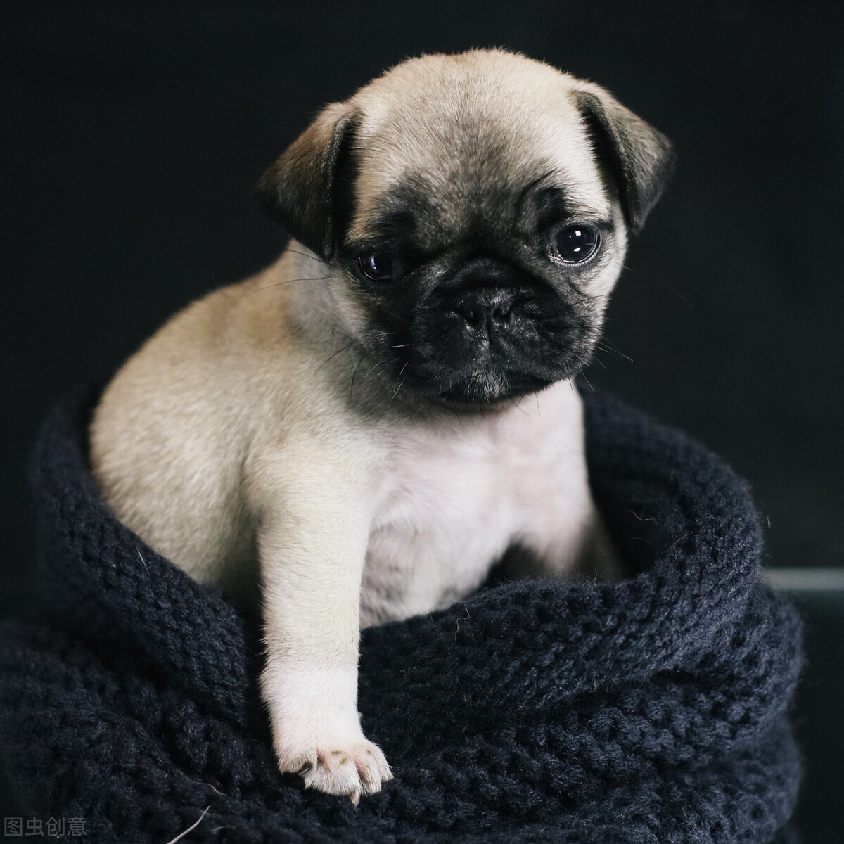 巴哥犬好养吗养巴哥犬的注意事项,八哥犬和巴哥犬有什么区别呢