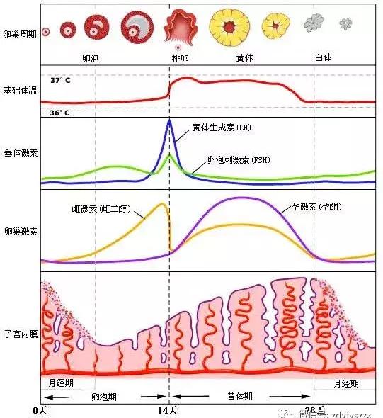总是着床失败需要检查什么,怀孕试纸有错误的时候吗