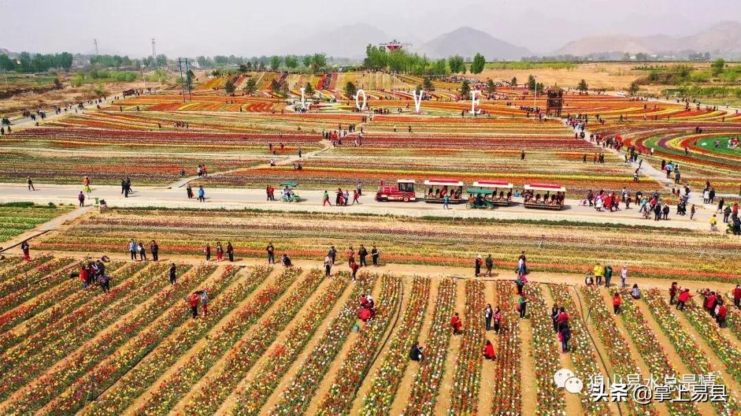 狼牙山下花如海李白诗赞郁金香