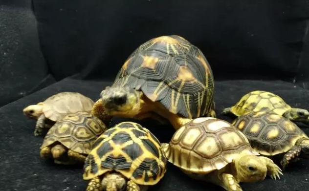 陆龟养殖全攻略,陆龟养殖难度排行