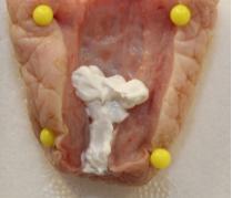 peter鍗氬＋鑲插効璇惧爞,鑻卞浗peter