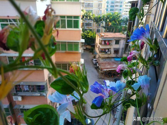 閲庣敓鍠囧彮鑺卞彲浠ュ湪鑺辩泦閲屾牻绉嶅悧,閲庡鍠囧彮鑺卞甫鍥炲鐩嗘牻