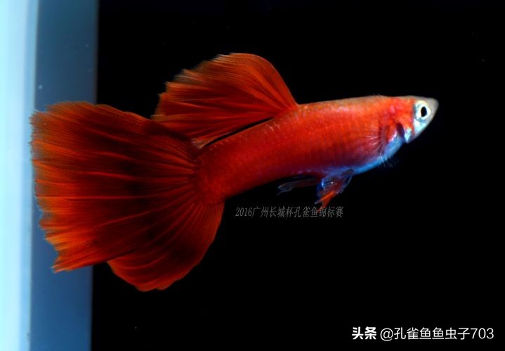 孔雀鱼要怎么买,买孔雀鱼注意哪些事项呢