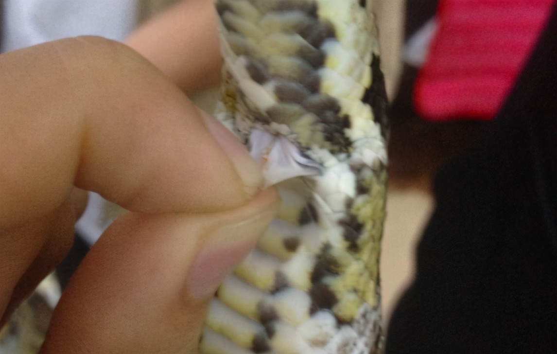 蟒蛇攻击人能打死吗,被蟒蛇攻击怎么办