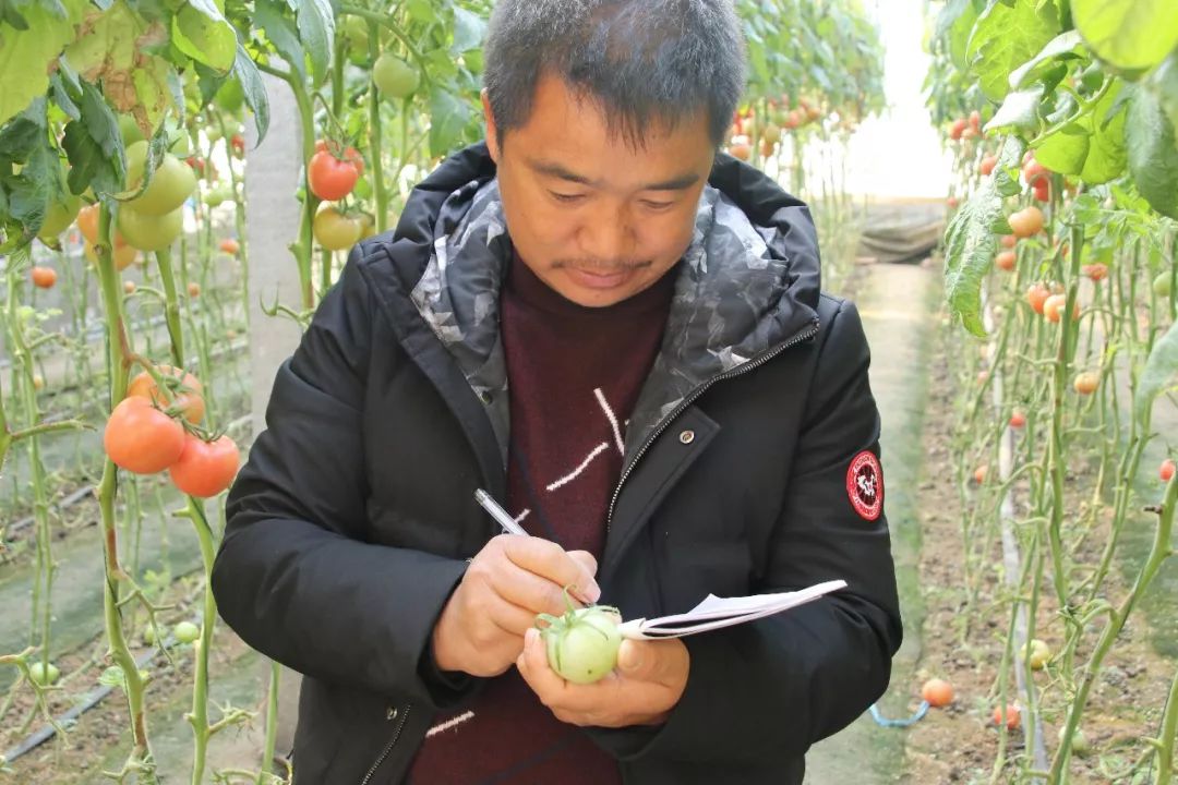无土栽培和土壤种植技术研究所,农业无土栽培技术培训