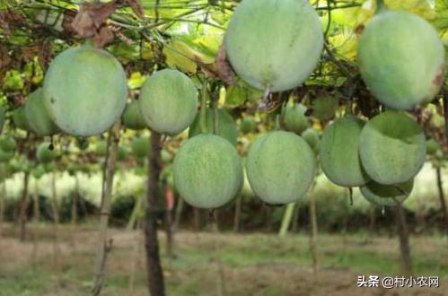 农村创业种植什么药材最好,农村创业做什么项目最好赚钱