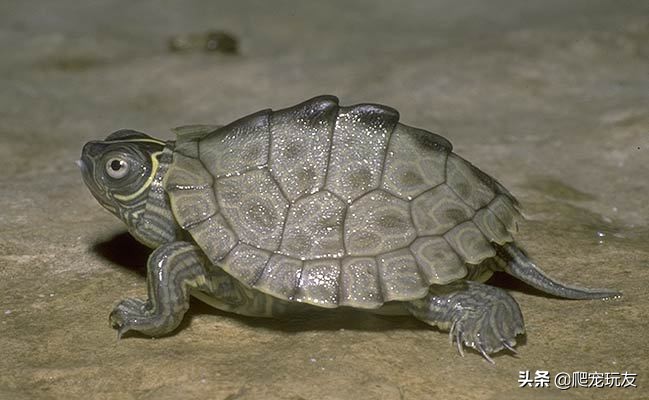 密西西比麝香龟饲养环境,密西西比地图龟好养吗