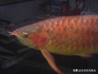 观赏鱼养殖技术论坛,观赏鱼鱼友交流