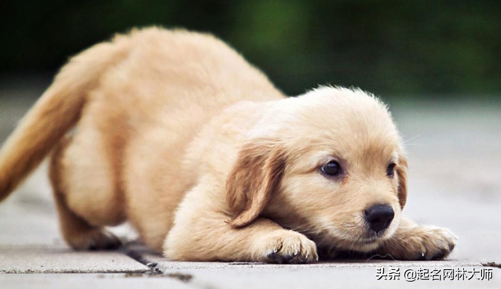 时尚潮流狗狗名字,有趣的狗狗名称